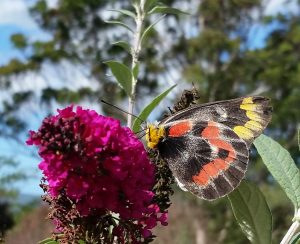 One of our locals - Jezabel Butterfly